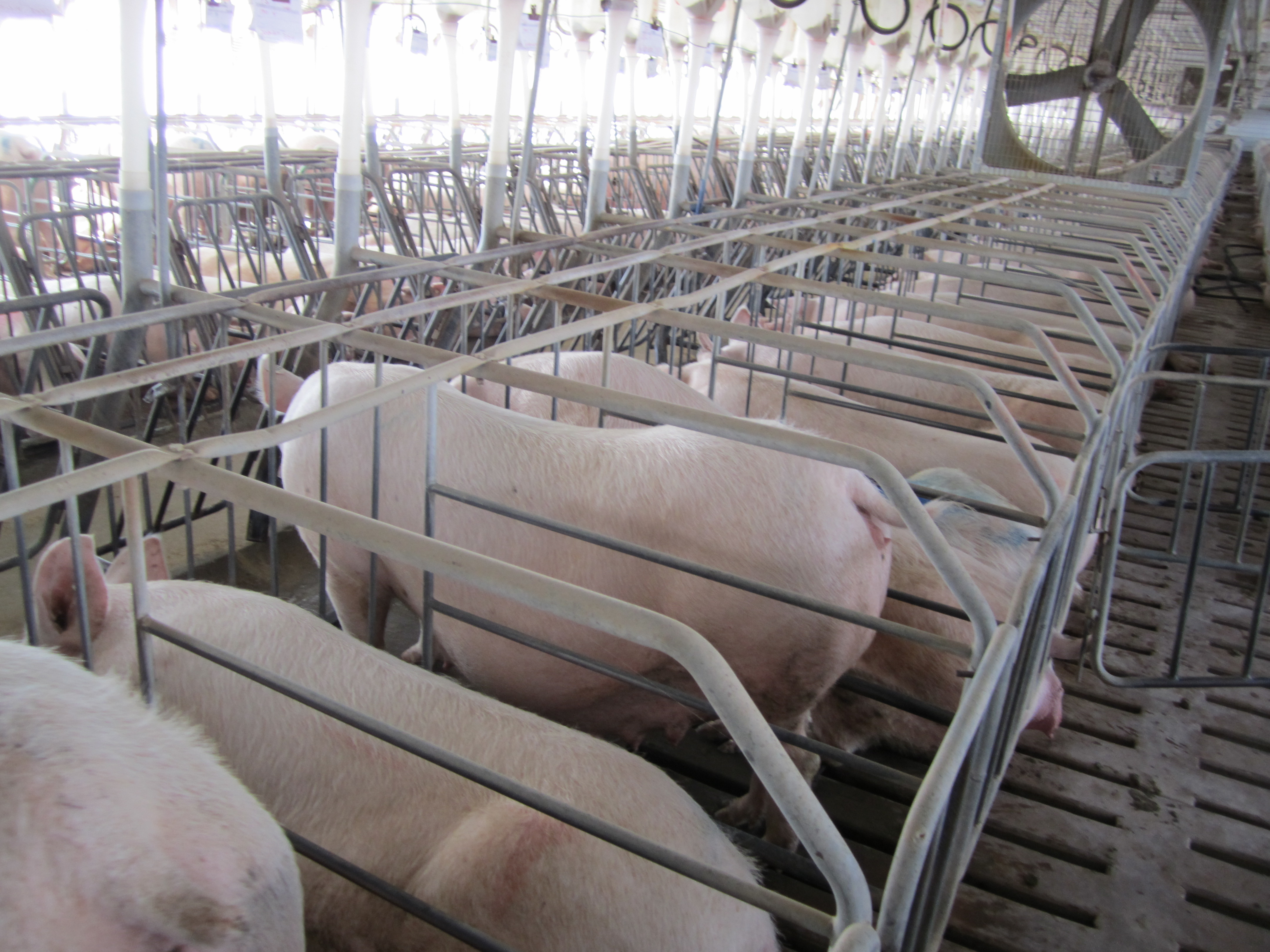 pigs confined in gestation crates which are so small they cannot turn around. They stand on slatted floors. Their waste falls through the holes.