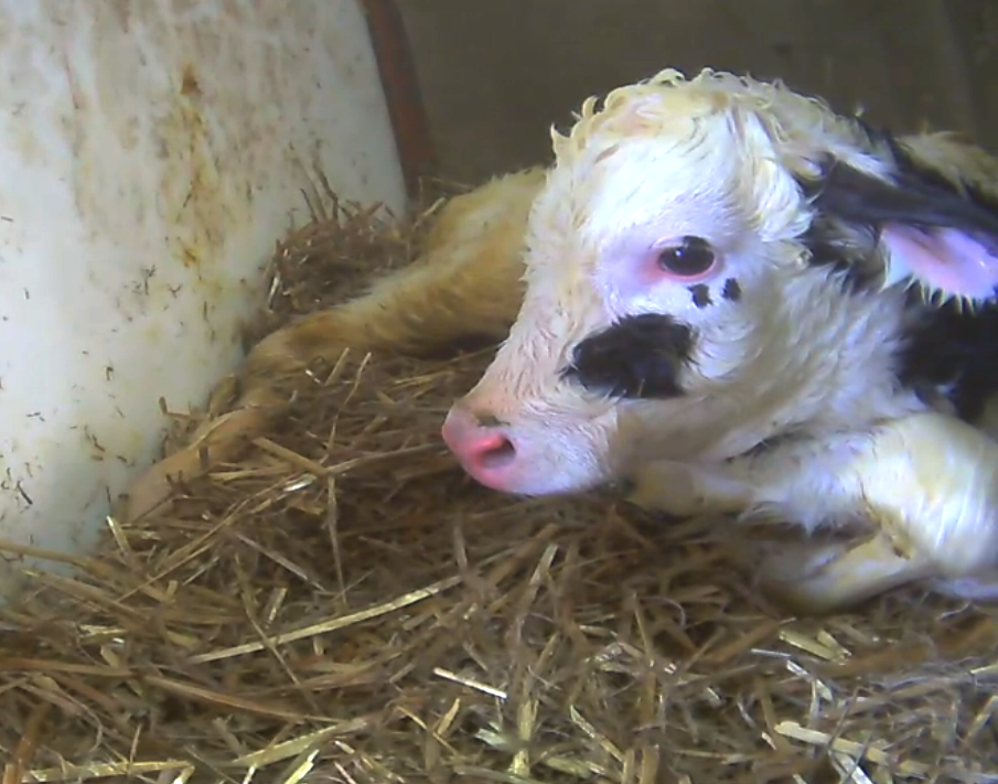 disheveled white and black young cow with damp, soiled fur lying down in hay. The wall of their enclosure is also soiled.